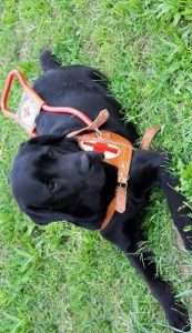 Labrador nero con pettorina da cane guida con una croce bianca su fondo rosso