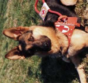 Pastore tedesco con pettorina da cane guida con una croce bianca su fondo rosso